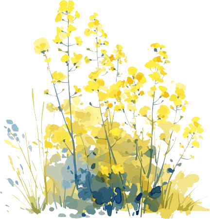 油菜花唯美插图