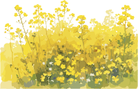 油菜花田简洁设计元素