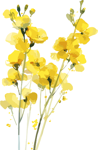 油菜花PNG商业素材