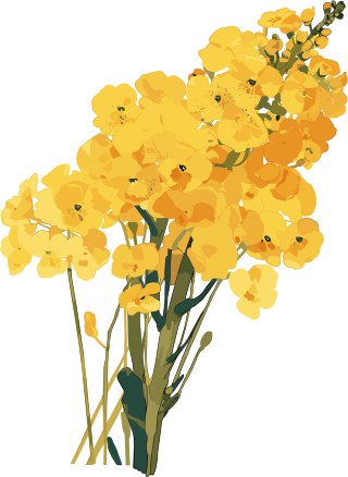 油菜花白底简约素材