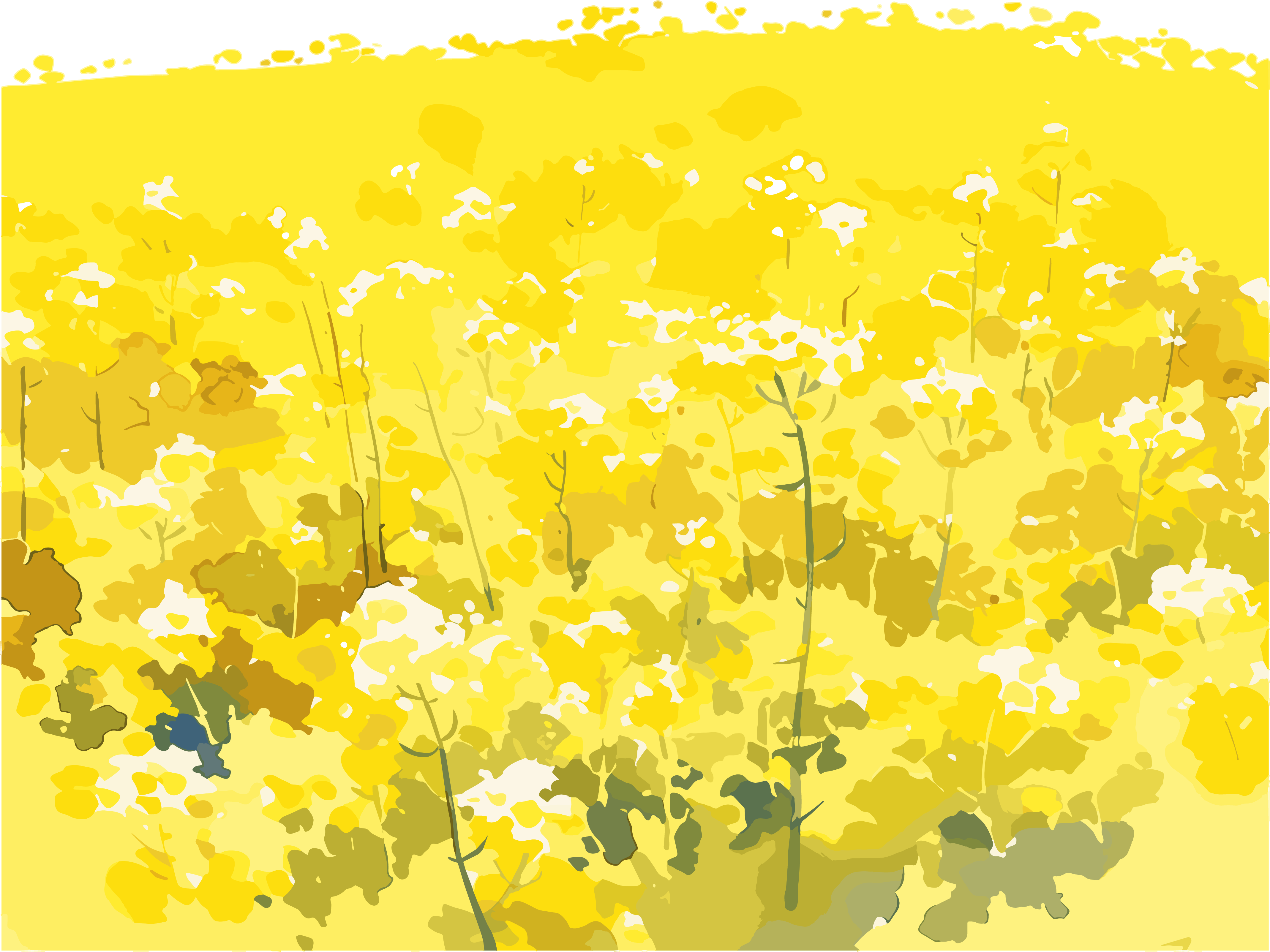 油菜花田PNG插图