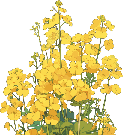 油菜花PNG插图素材