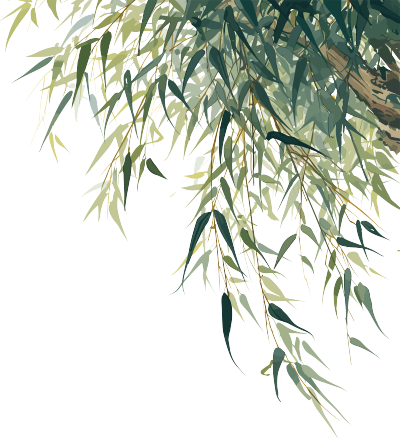 柳枝可商用插画