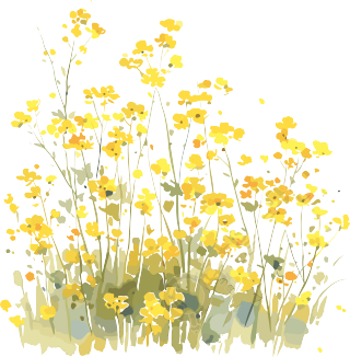 油菜花透明背景商用素材