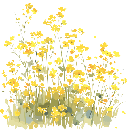 油菜花透明背景商用素材
