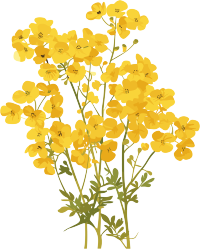 油菜花小清新插画