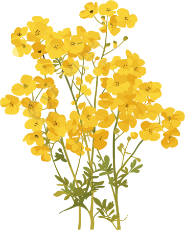 油菜花小清新插画
