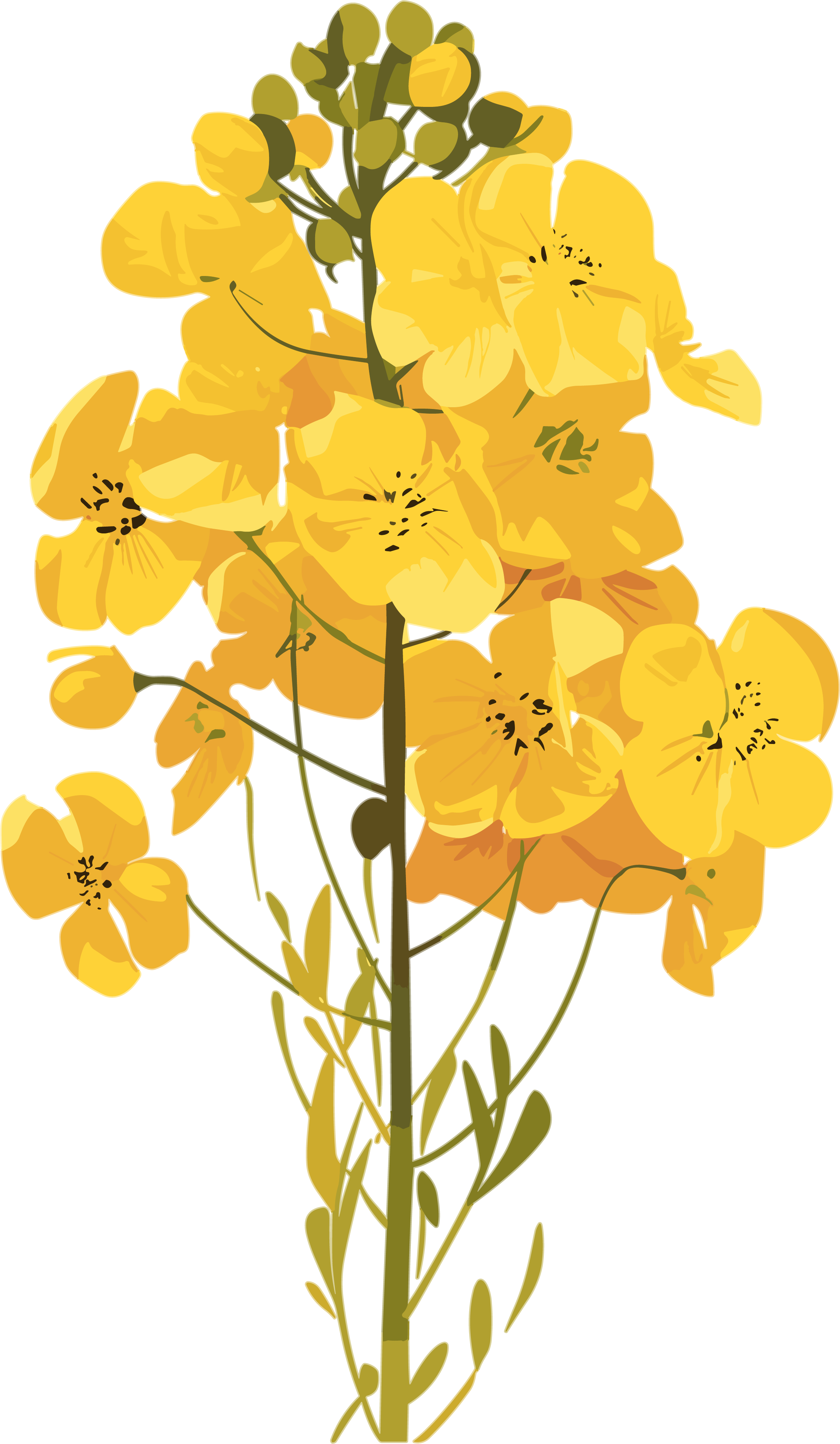 油菜花创意插画