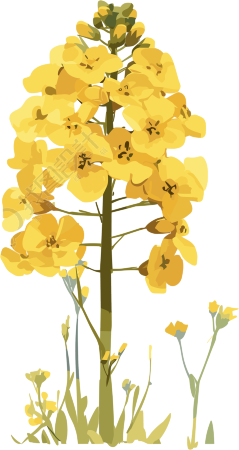 油菜花透明背景插图