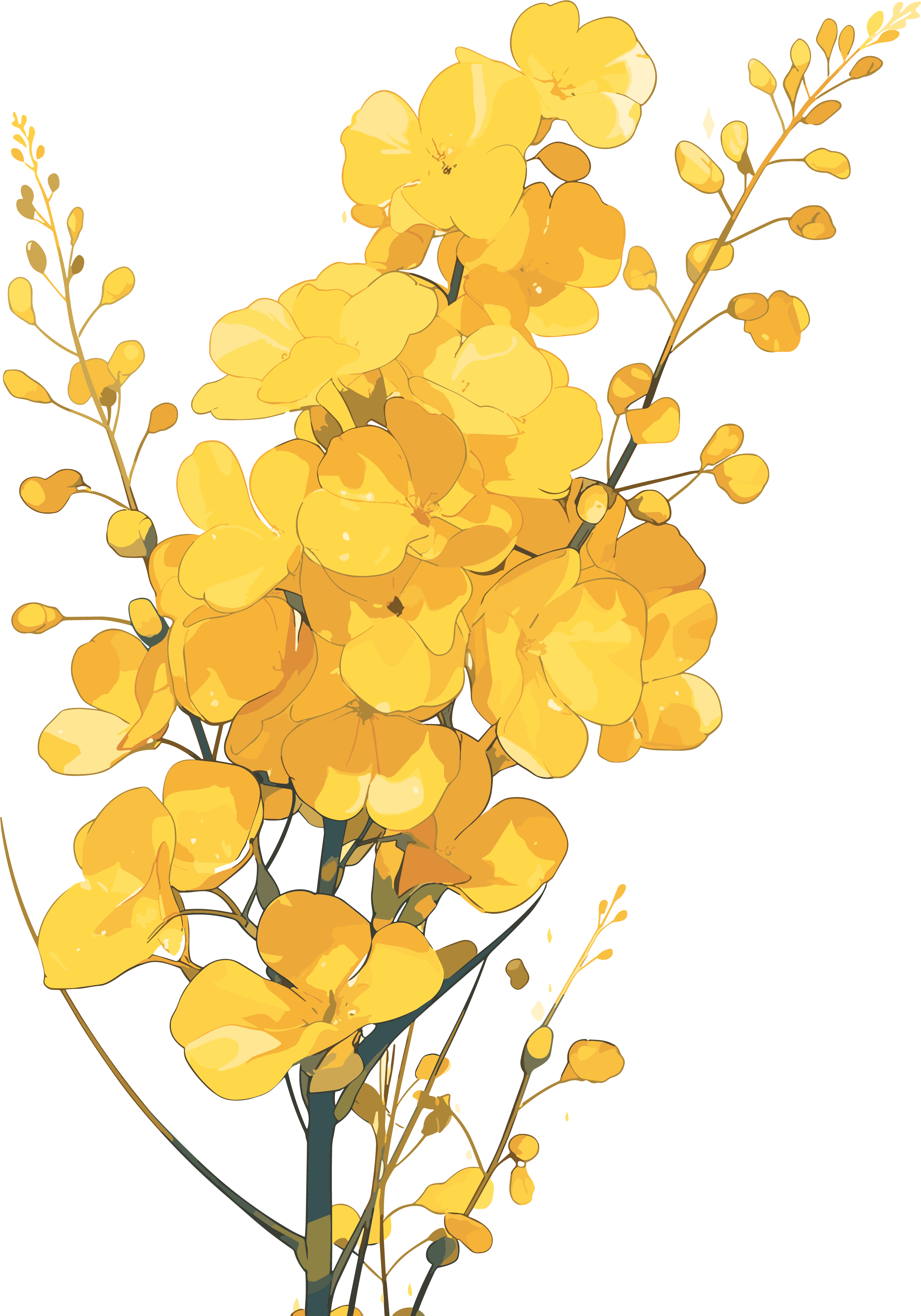 油菜花商用插画设计