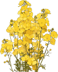 油菜花可商用插画