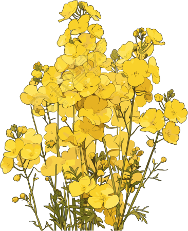 油菜花可商用插画