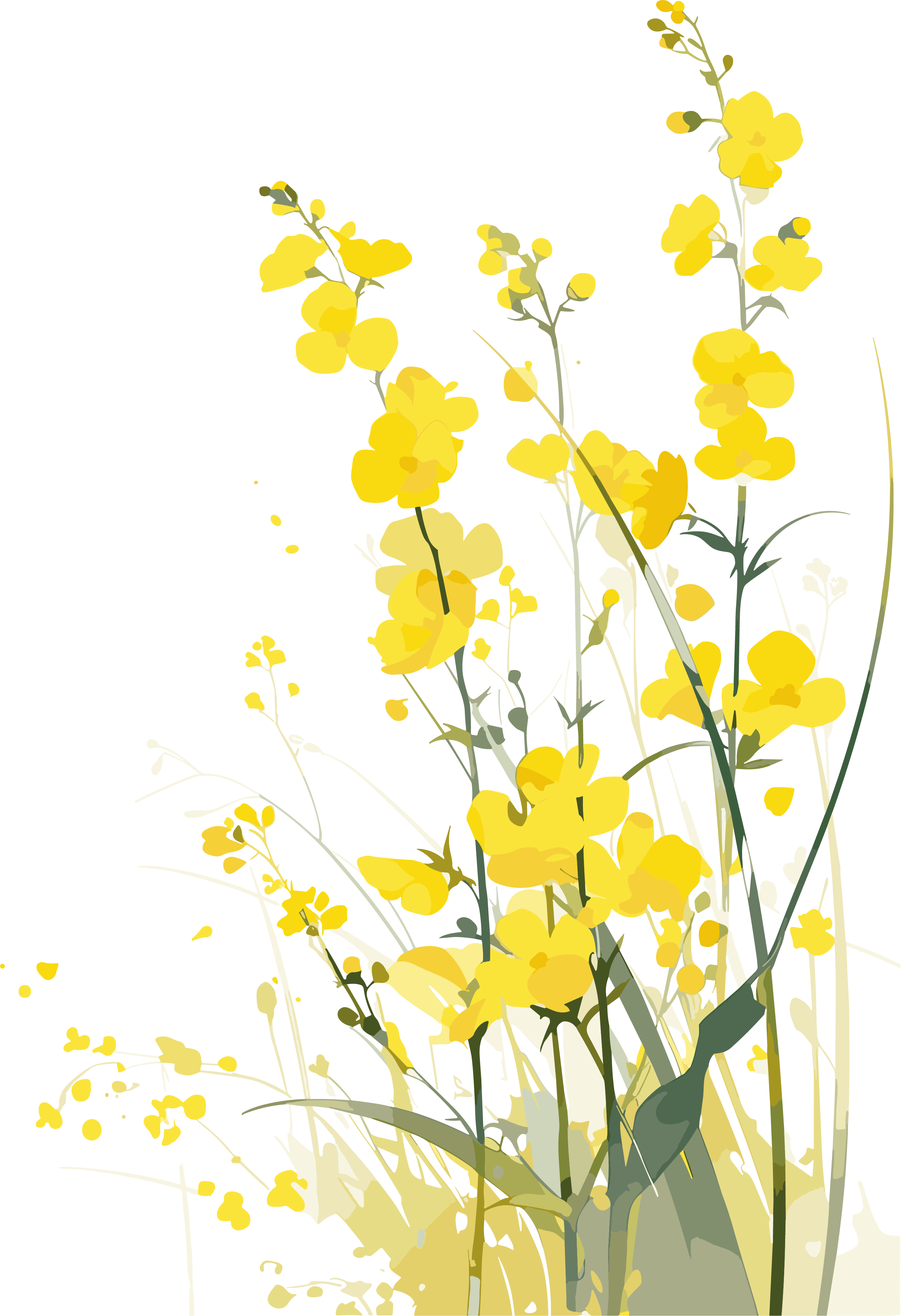 油菜花春天插画