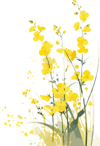 油菜花春天插画