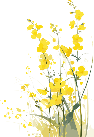 油菜花春天插画