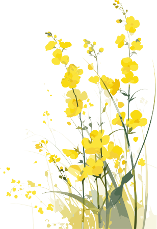 油菜花春天插画