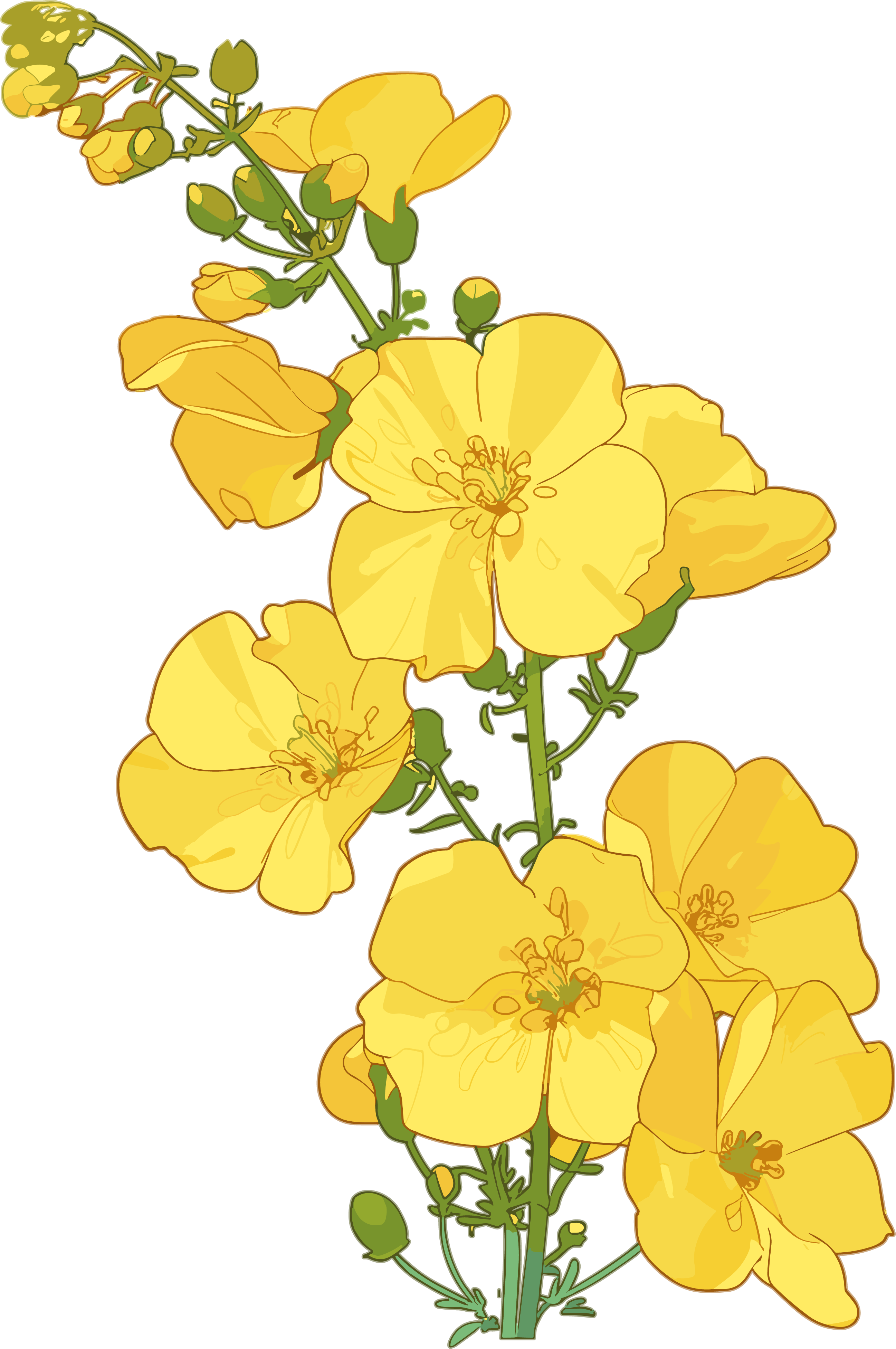 油菜花简约插图