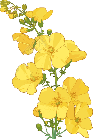油菜花简约插图