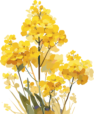 油菜花插画素材