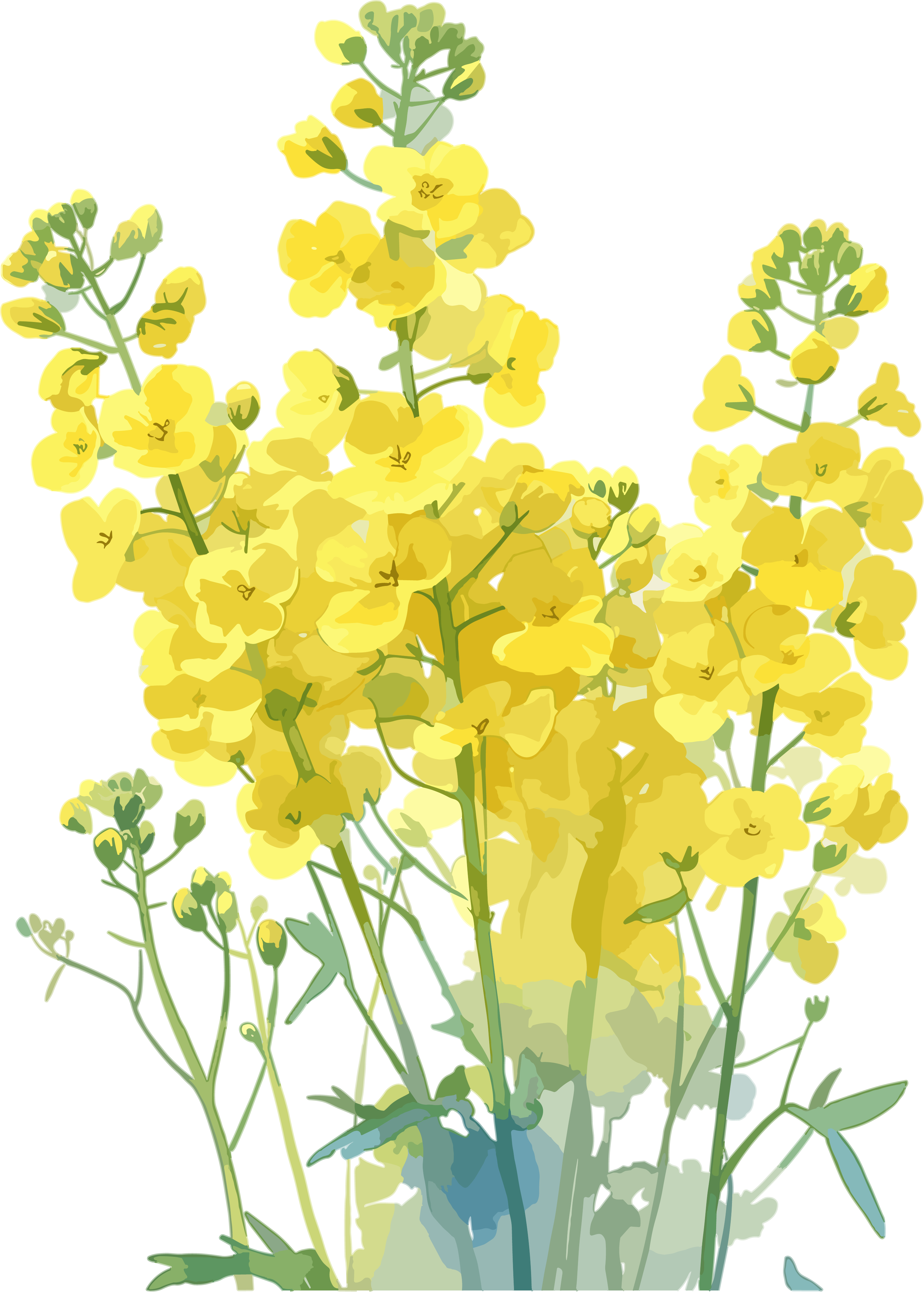 油菜花可商用设计素材