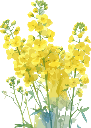 油菜花可商用设计素材