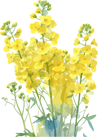 油菜花可商用设计素材