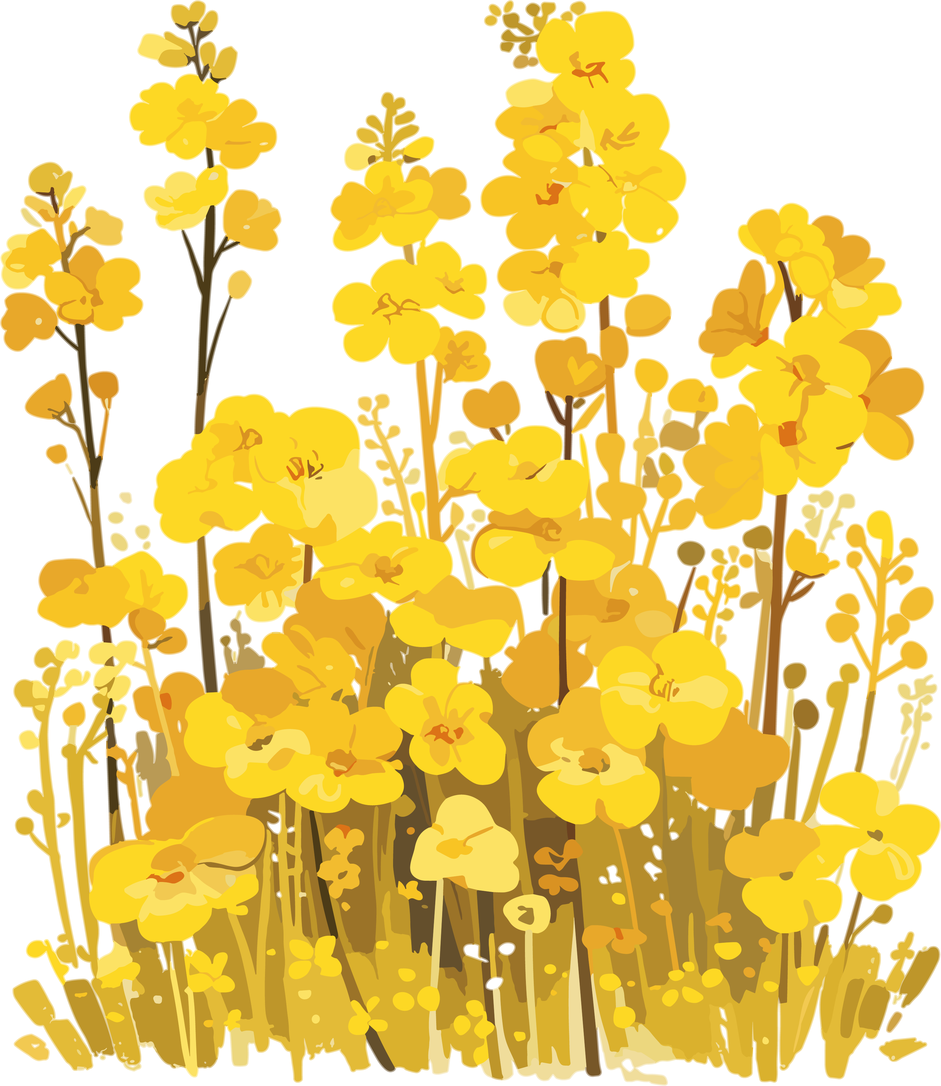 油菜花艺术插图