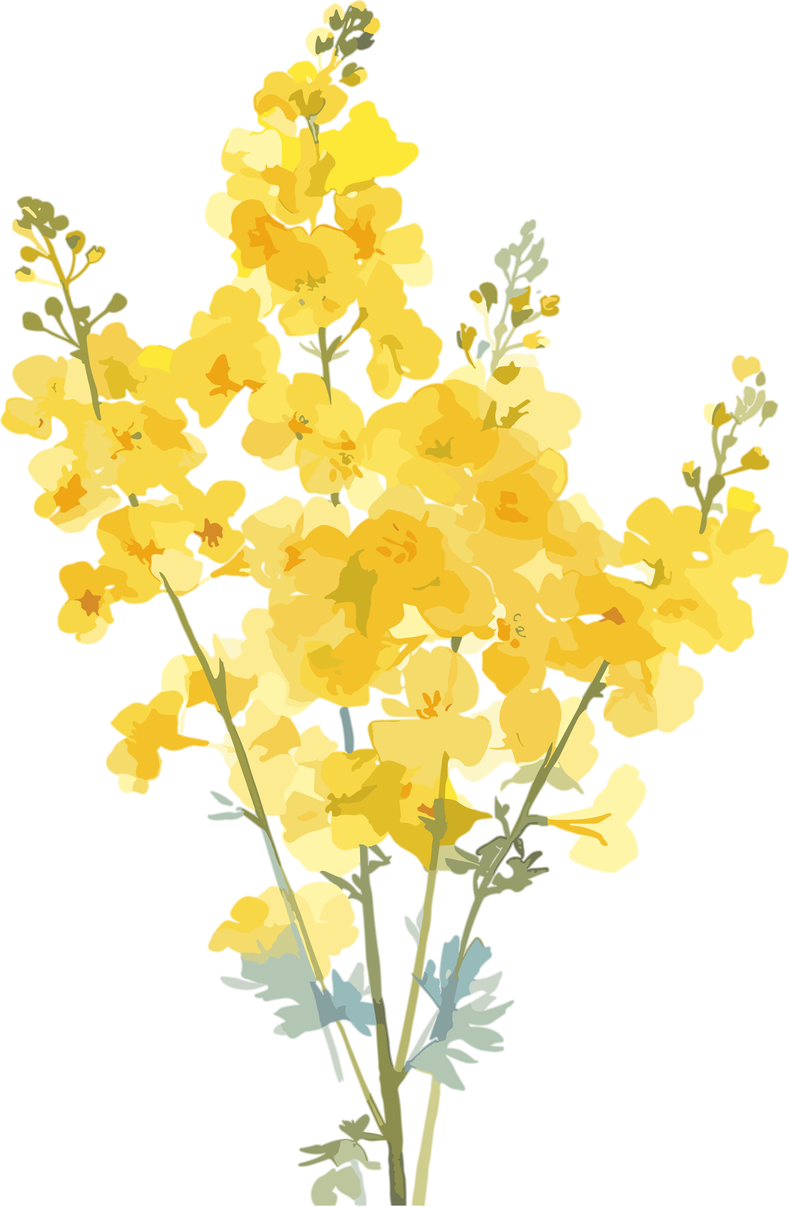 油菜花图案素材