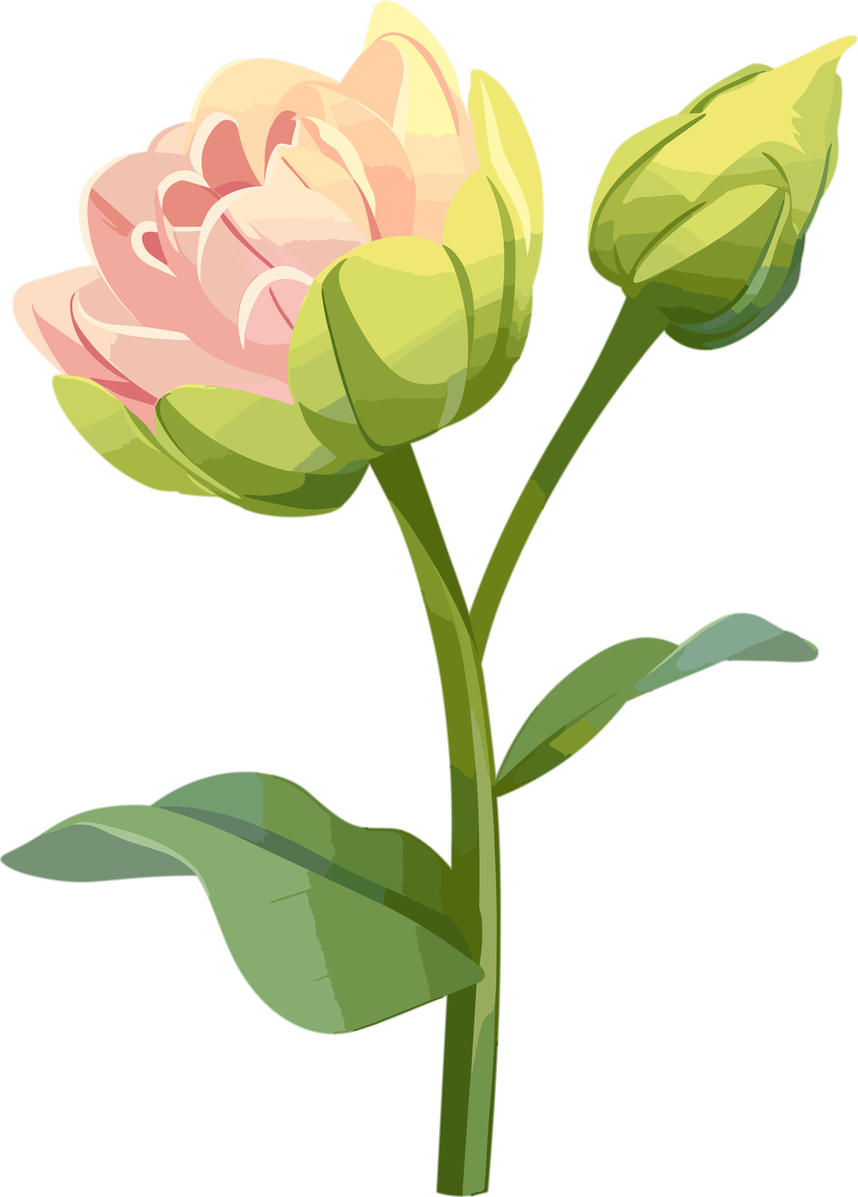 花苞可商用插图