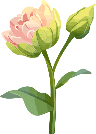 花苞可商用插图