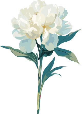 花苞透明背景插图
