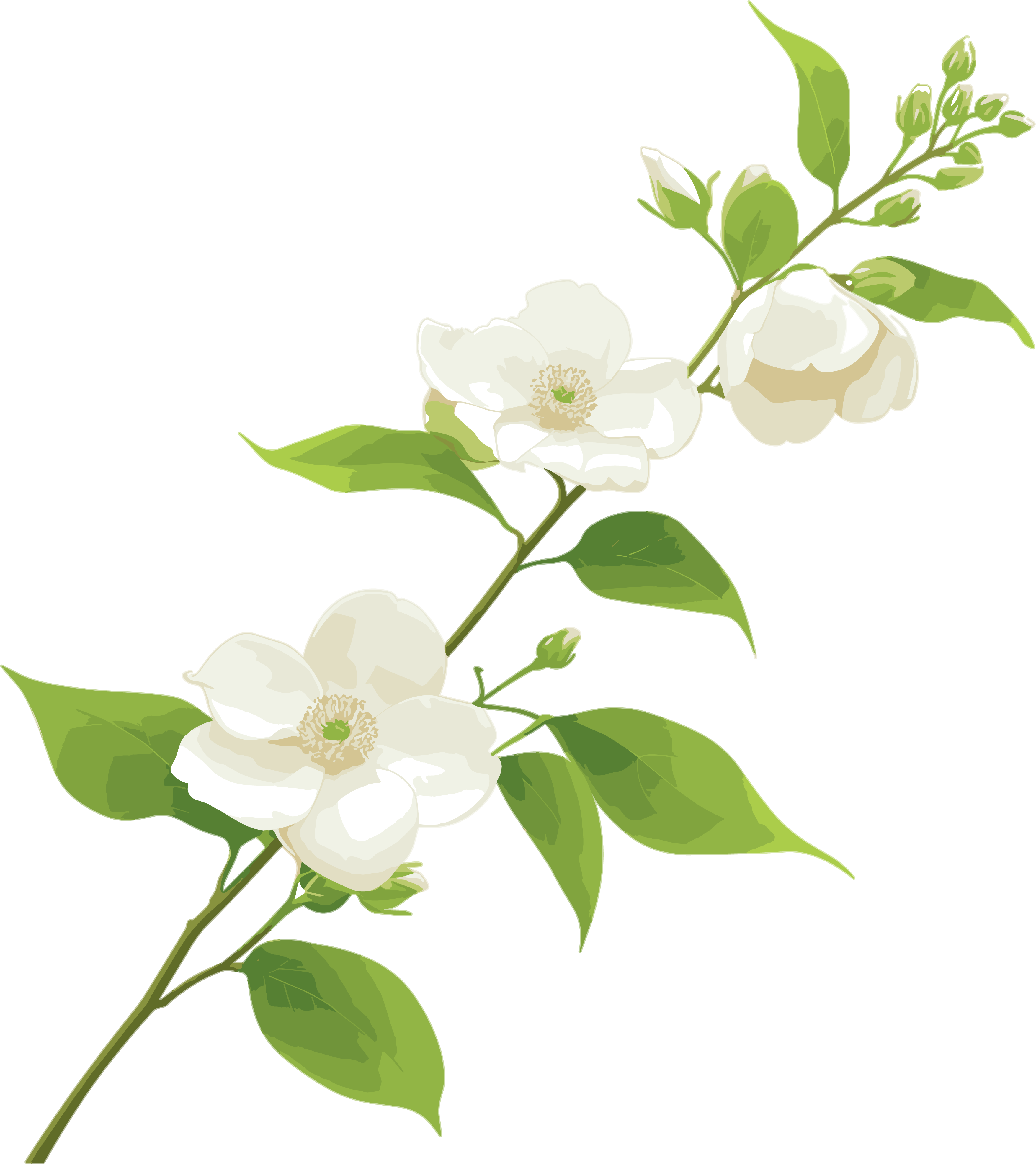 花苞图案素材