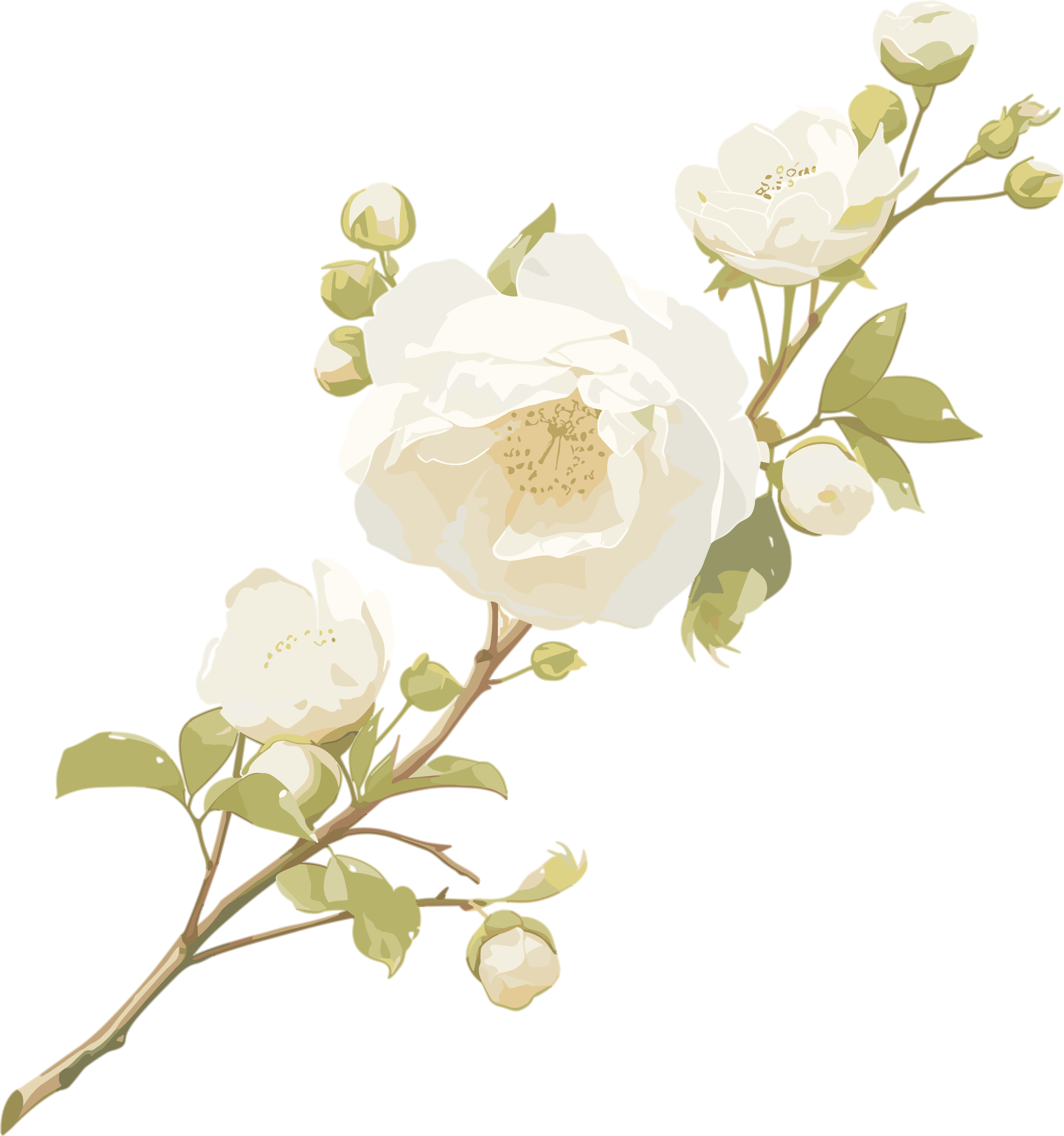花苞插画设计素材