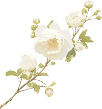 花苞插画设计素材