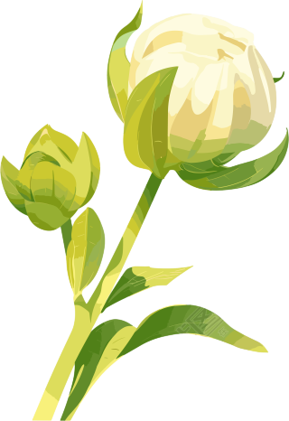 花苞嫩芽插画