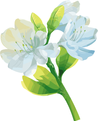花苞透明背景素材