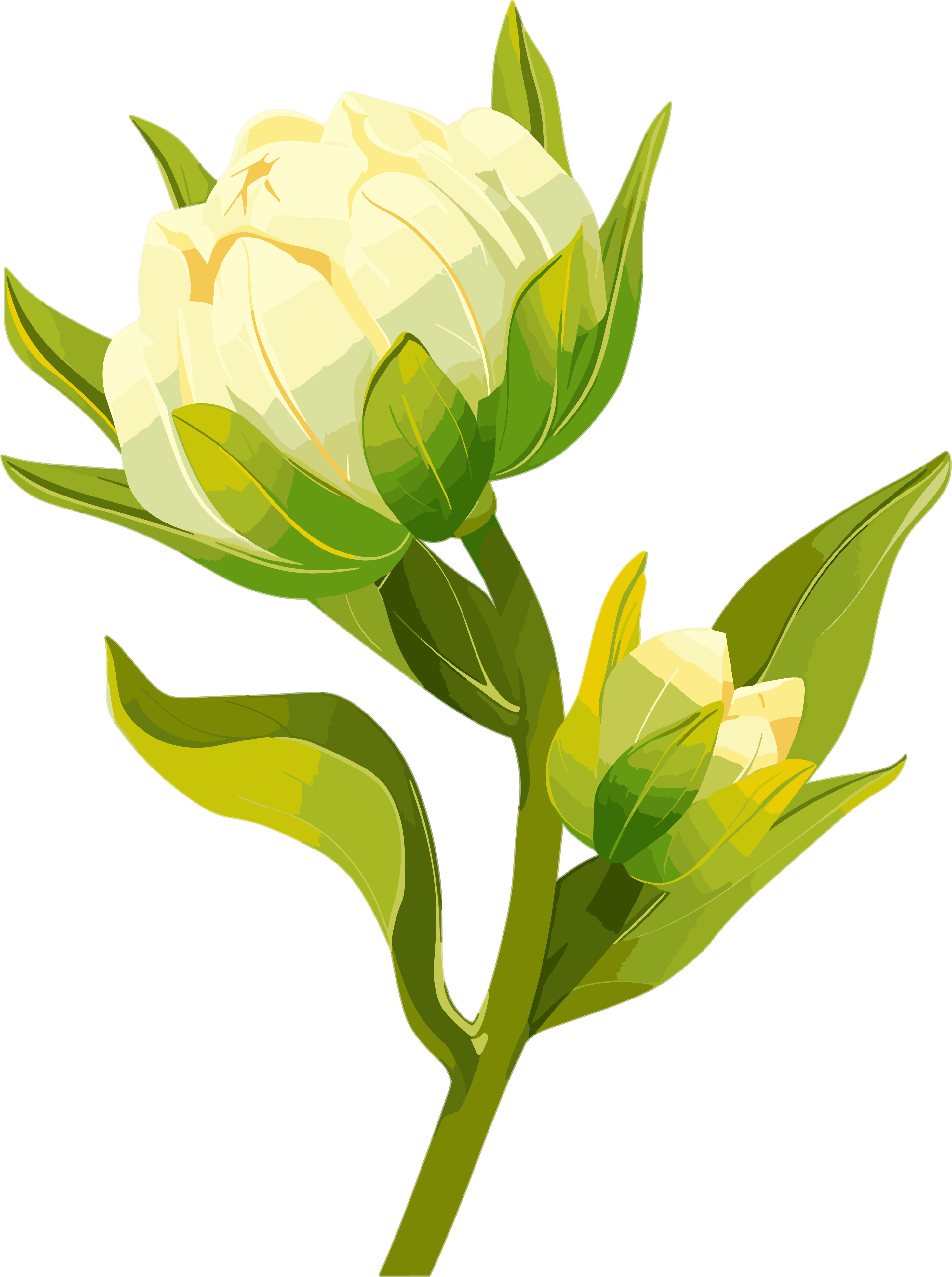 花苞向量插图