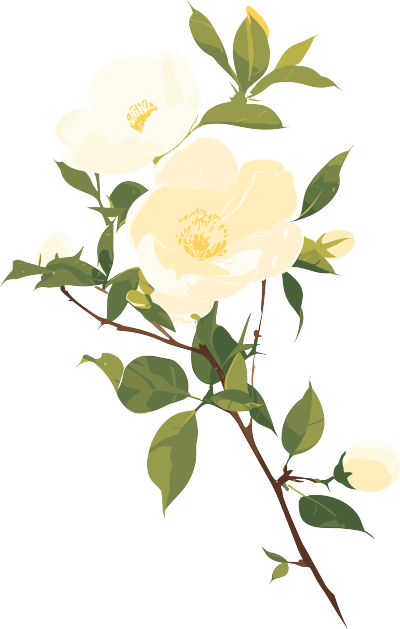 花苞图形素材