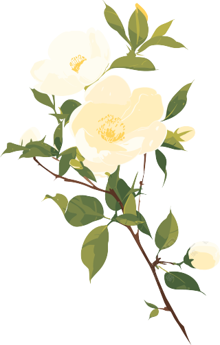 花苞图形素材