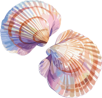 海贝壳简约插画