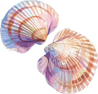 海贝壳简约插画