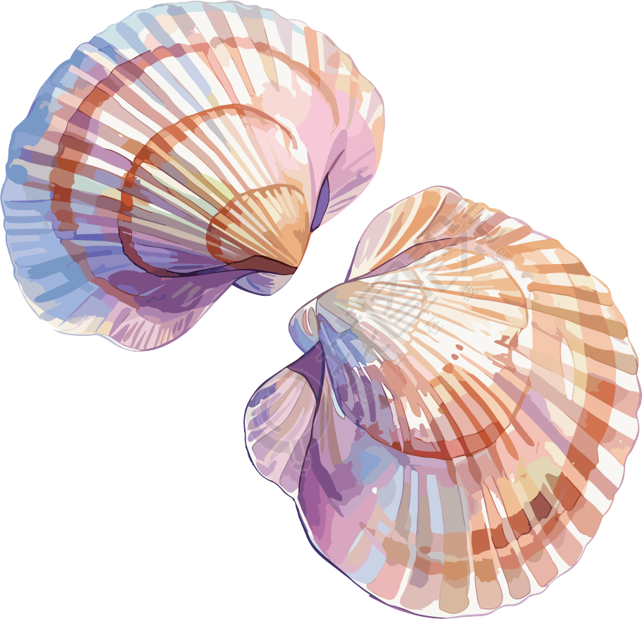海贝壳简约插画