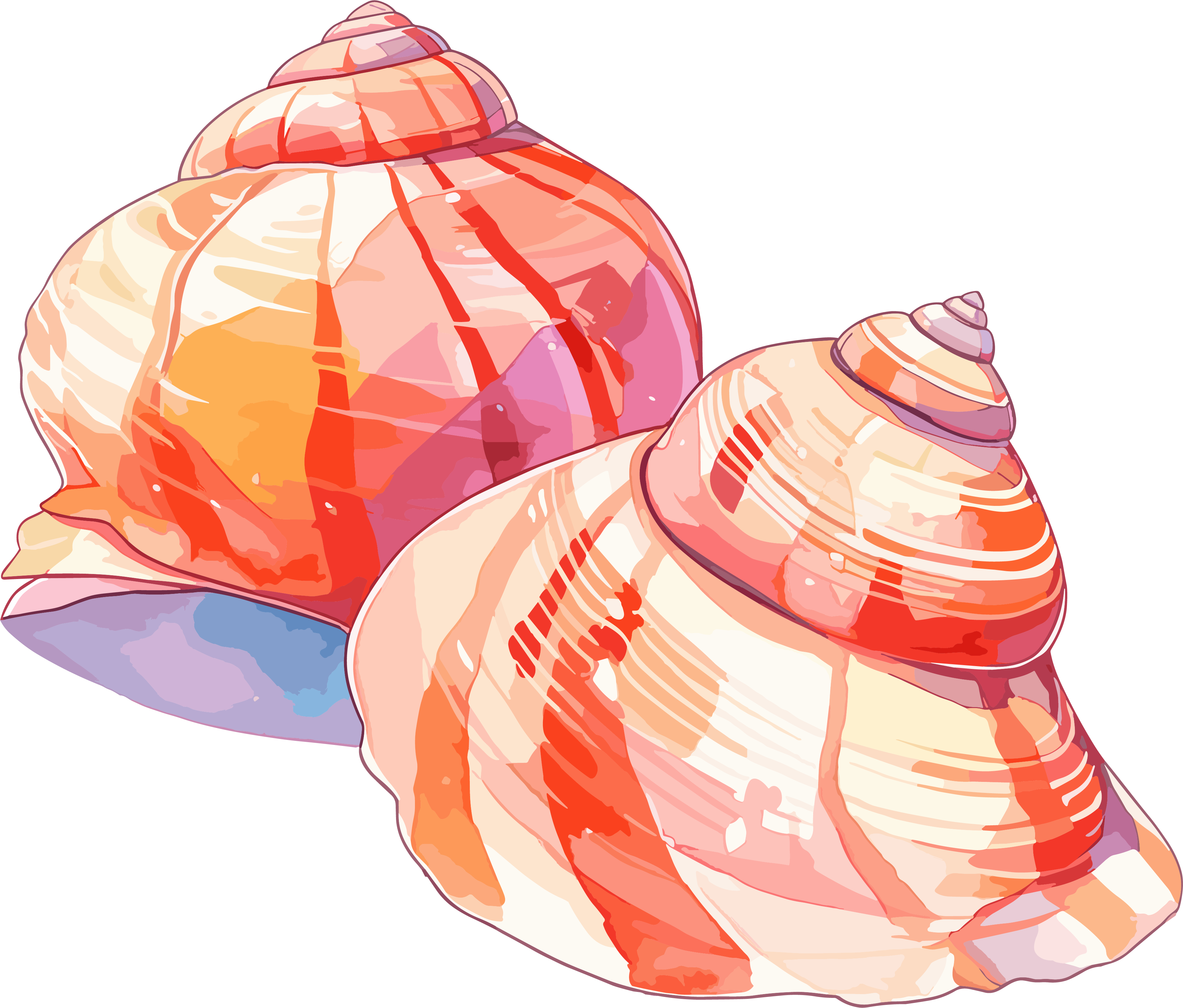 海贝壳卡通插图