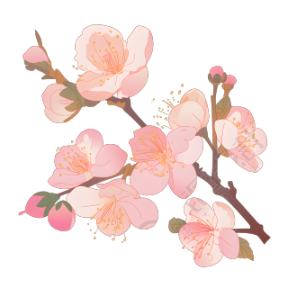 桃花可商用插画