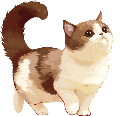 猫咪高清素材