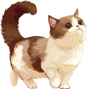 猫咪高清素材