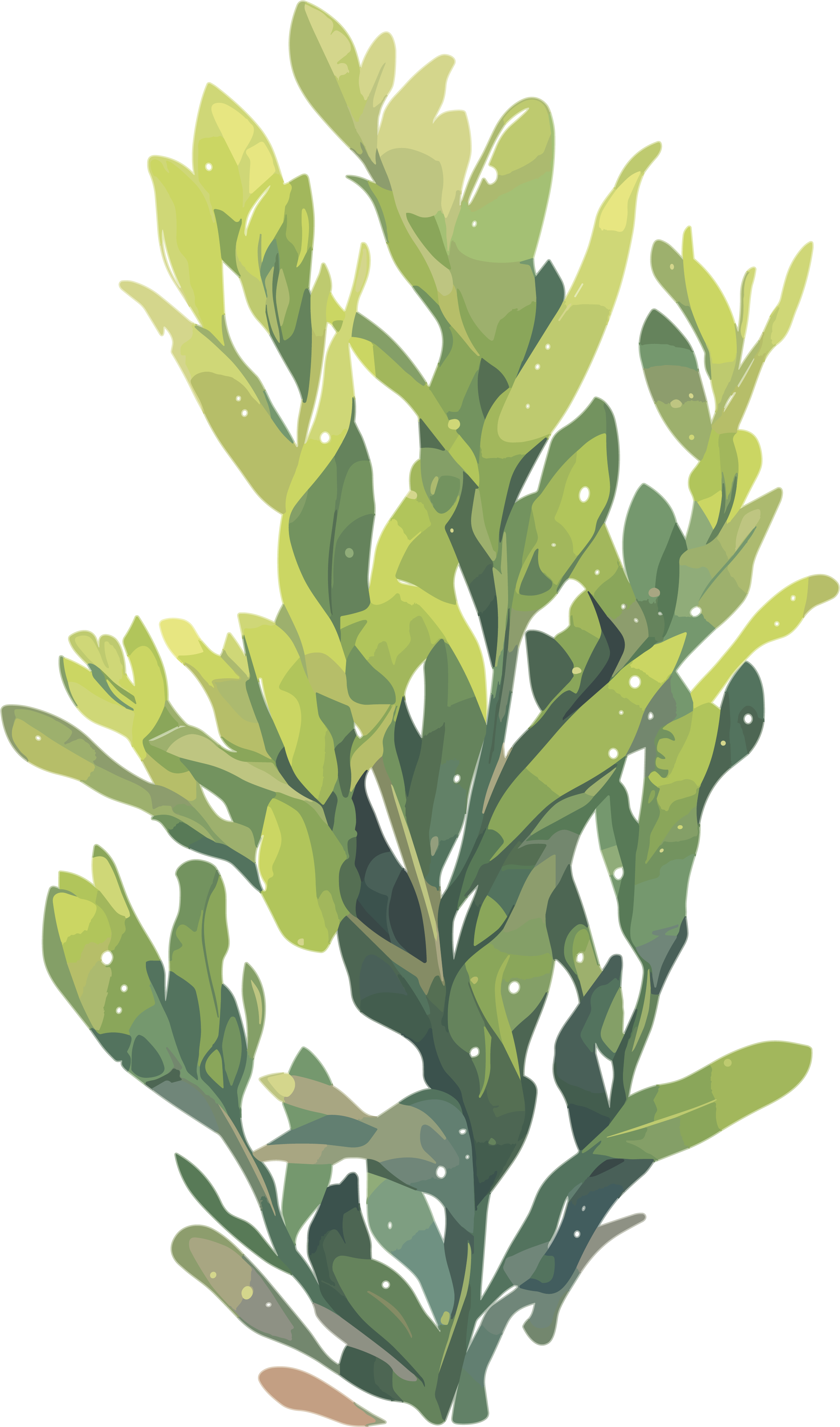 海洋海藻插图