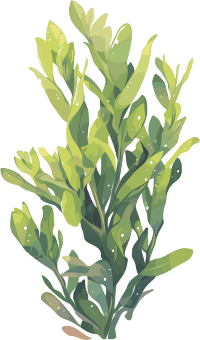 海洋海藻插图