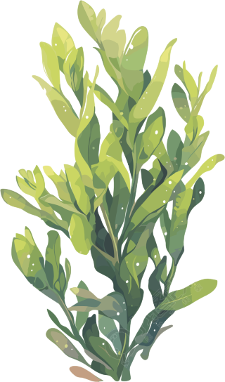 海洋海藻插图