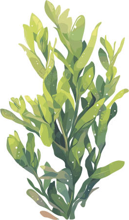 海洋海藻插图